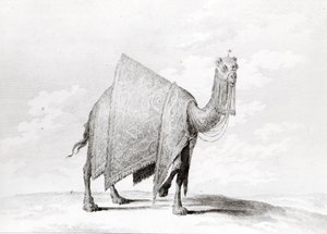Camel by Alexis Alexandre Perignon